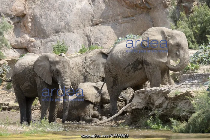 : Desert elephants (Loxodonta africana) taking a mud : Desert elephants (Loxodonta africana) taking a mud