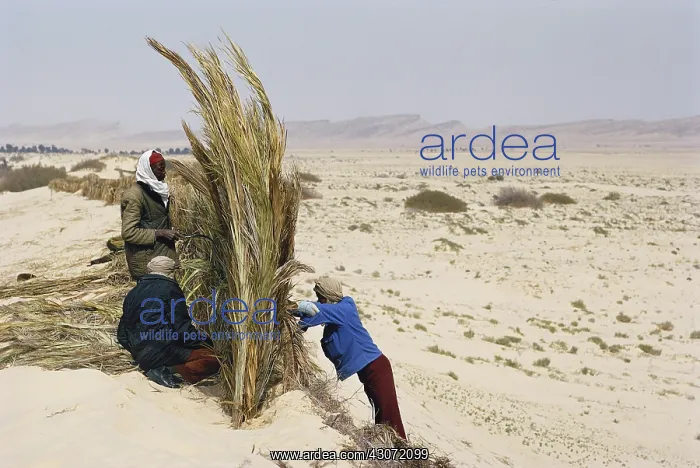 : Desert Erosion Control : Desert Erosion Control