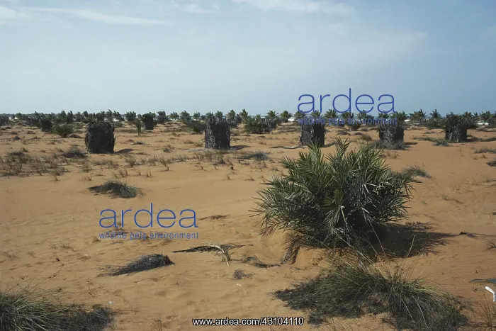 : Desert Erosion Control : Desert Erosion Control