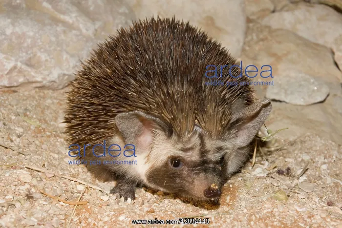 : Desert / Ethiopian Hedgehog : Desert / Ethiopian Hedgehog