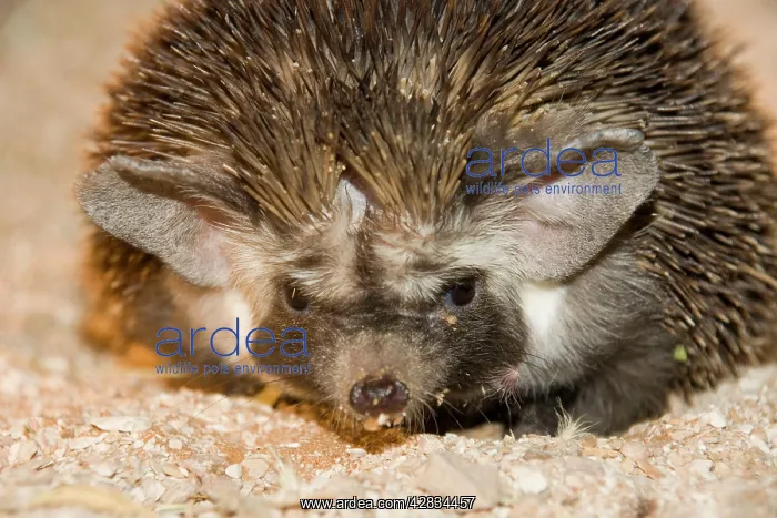 : Desert / Ethiopian Hedgehog : Desert / Ethiopian Hedgehog