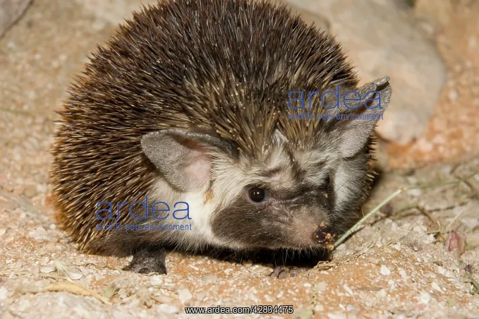 : Desert / Ethiopian Hedgehog : Desert / Ethiopian Hedgehog