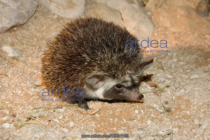: Desert / Ethiopian Hedgehog : Desert / Ethiopian Hedgehog