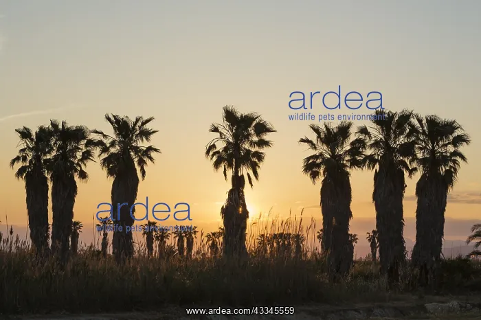 : Desert Fan Palm - nursery - at sunset - environs