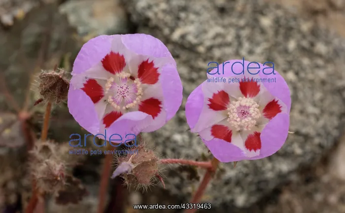 : Desert five-spot, (Eremalche rotundifolia) in flower : Desert five-spot, (Eremalche rotundifolia) in flower