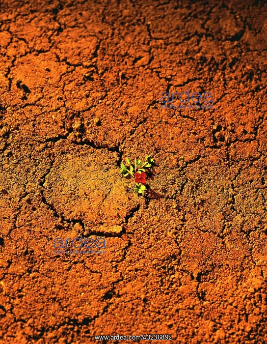 : Desert flower : Desert flower