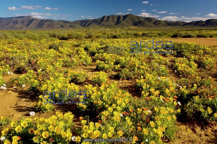 : The desert in full flower in spring near Vanrhynsdorp : The desert in full flower in spring near Vanrhynsdorp