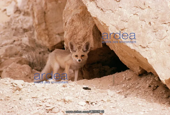 : DESERT FOX : DESERT FOX