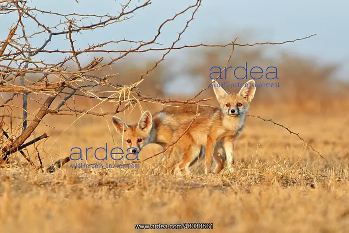  : Desert Fox  /  White-footed Fox young at den