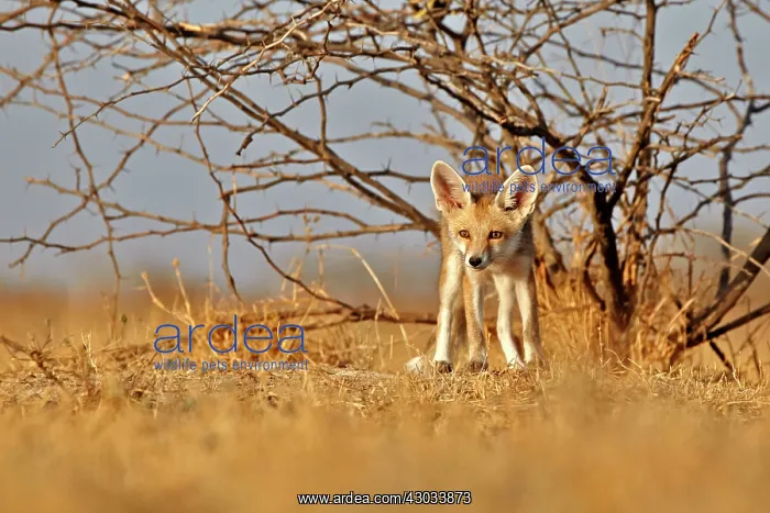  : Desert Fox  /  White-footed Fox young at den