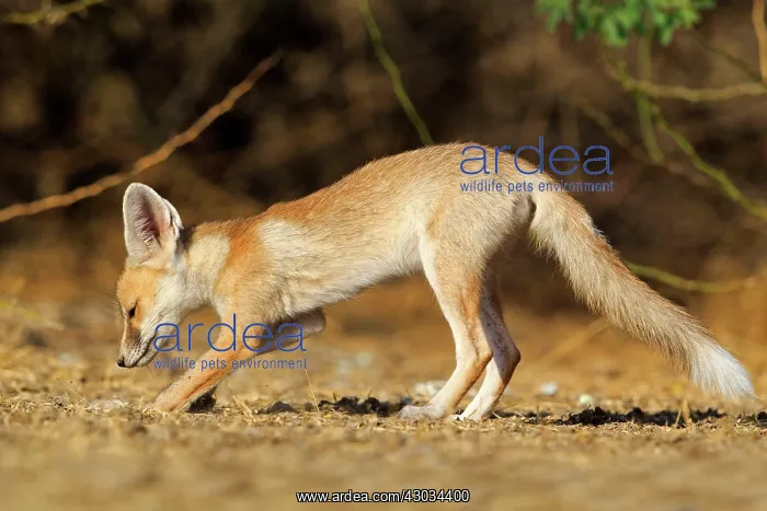  : Desert Fox  /  White-footed Fox young at den