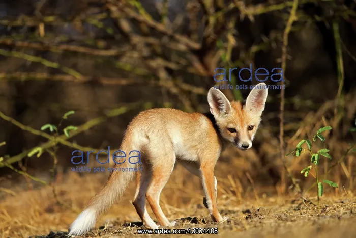 : Desert Fox  /  White-footed Fox young at den