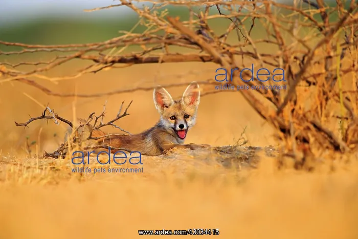  : Desert Fox  /  White-footed Fox young at den