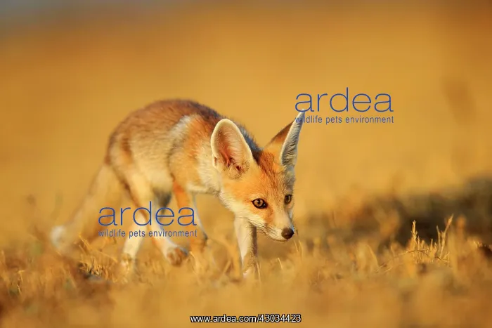  : Desert Fox  /  White-footed Fox young at den