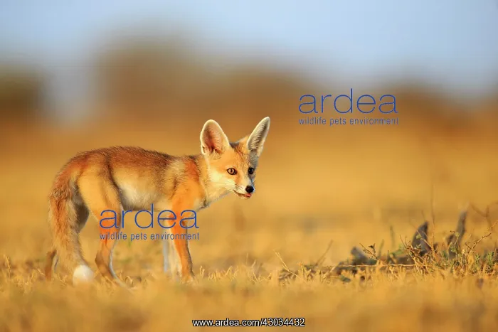  : Desert Fox  /  White-footed Fox young at den
