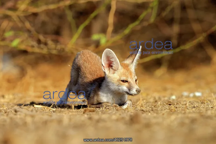  : Desert Fox  /  White-footed Fox young at den