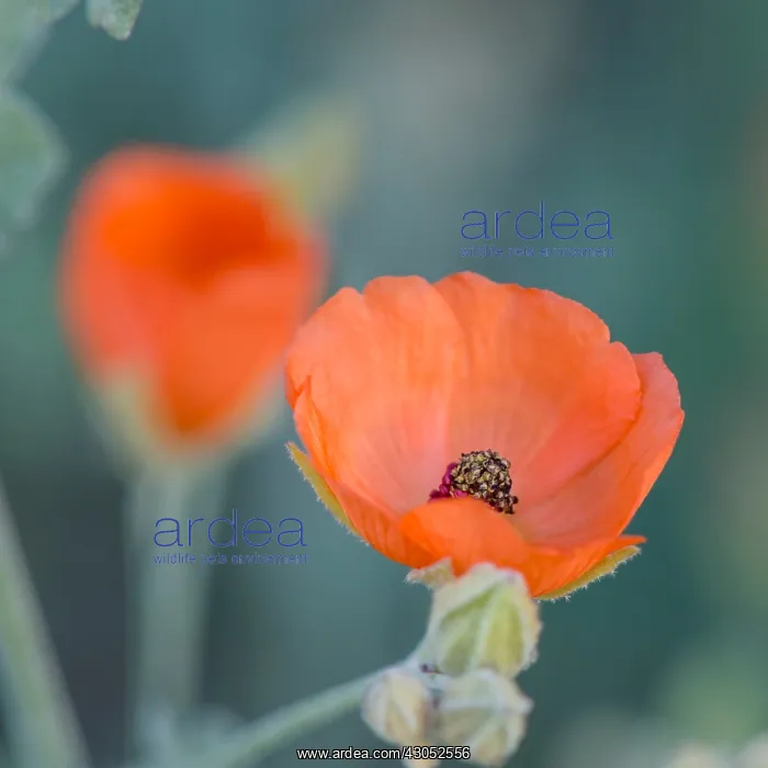 : Desert Globemallow or Apricot Mallow (Sphaeralcea : Desert Globemallow or Apricot Mallow (Sphaeralcea