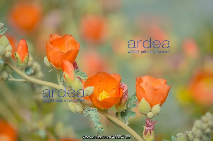 : Desert Globemallow or Apricot Mallow (Sphaeralcea : Desert Globemallow or Apricot Mallow (Sphaeralcea