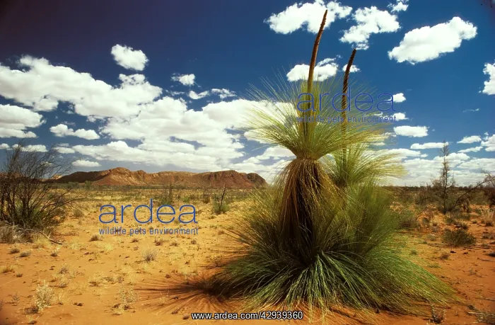 : Desert Grass Tree : Desert Grass Tree