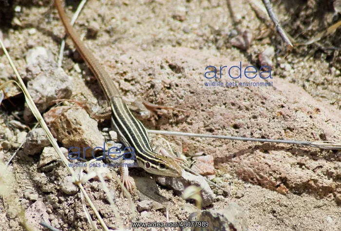 : Desert grassland whiptail : Desert grassland whiptail