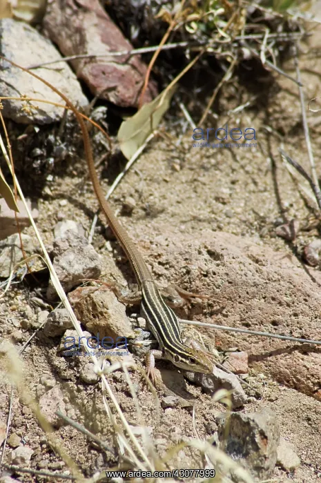  : Desert grassland whiptail