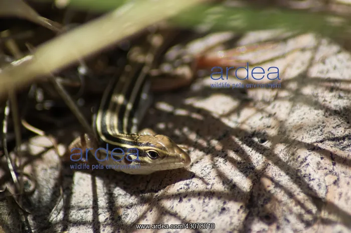 : Desert grassland whiptail : Desert grassland whiptail