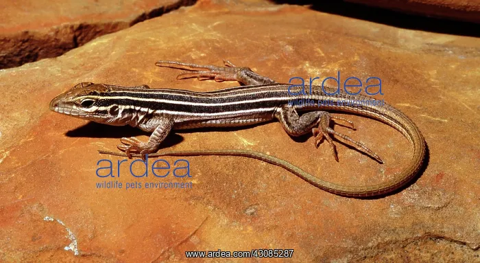 : Desert Grassland Whiptail : Desert Grassland Whiptail