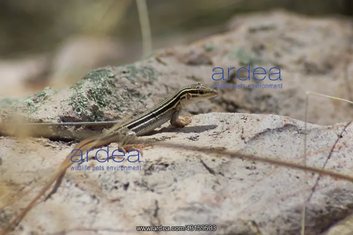  : Desert grassland whiptail