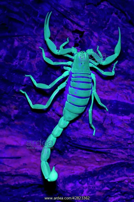 : Desert Hairy / Giant Hairy Scorpion : Desert Hairy / Giant Hairy Scorpion