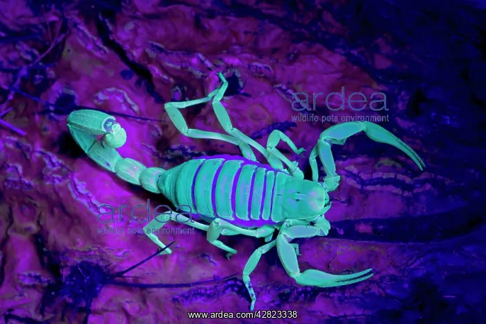 : Desert Hairy / Giant Hairy Scorpion - Under UV light : Desert Hairy / Giant Hairy Scorpion - Under UV light
