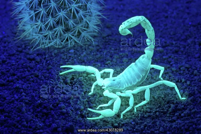 : Desert Hairy Scorpion : Desert Hairy Scorpion