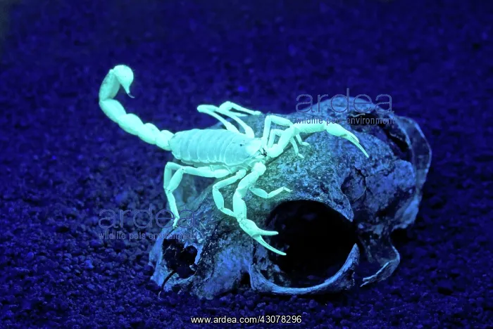 : Desert Hairy Scorpion : Desert Hairy Scorpion
