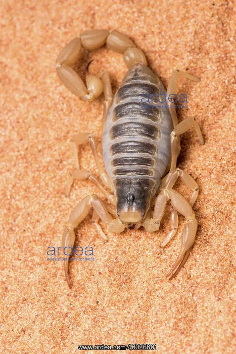  : Desert hairy scorpion - on flat rock - taken under