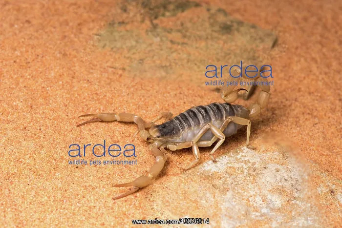 : Desert hairy scorpion - on flat rock - taken under : Desert hairy scorpion - on flat rock - taken under