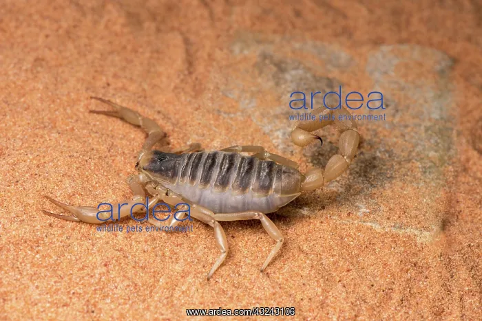 : Desert hairy scorpion - on flat rock - taken under : Desert hairy scorpion - on flat rock - taken under