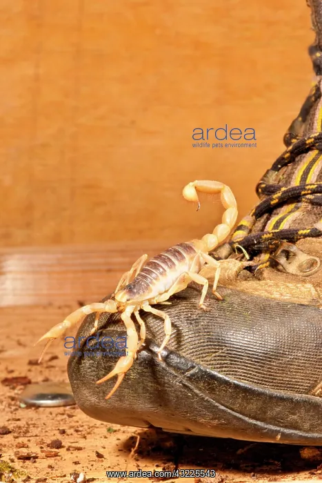 : Desert Hairy Scorpion, Hadrurus arizonensis : Desert Hairy Scorpion, Hadrurus arizonensis