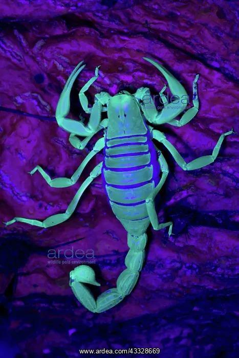  : Desert Hairy Scorpion (Hadrurus arizonensis) - Also