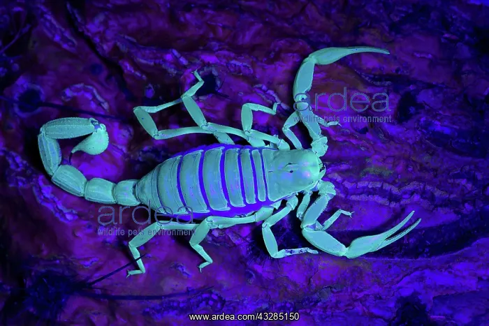 : Desert Hairy Scorpion (Hadrurus arizonensis) - Also called G : Desert Hairy Scorpion (Hadrurus arizonensis) - Also called G