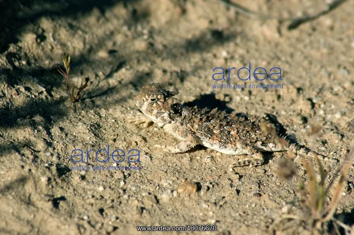 : Desert horned lizard : Desert horned lizard