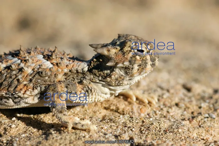 : Desert horned lizard : Desert horned lizard