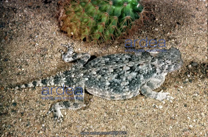 : Desert Horned Lizard : Desert Horned Lizard