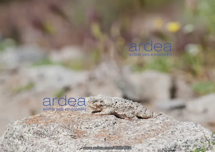 : Desert horned lizard : Desert horned lizard