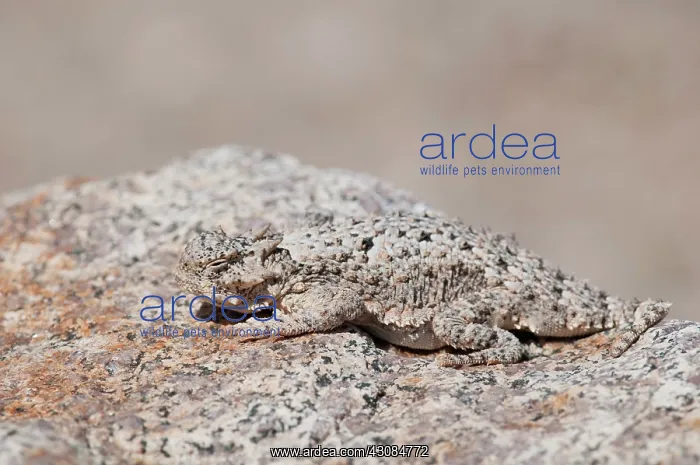 : Desert horned lizard : Desert horned lizard