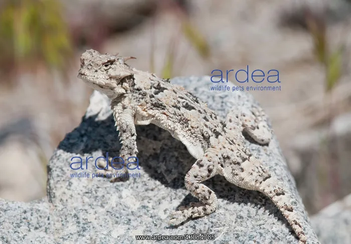 : Desert horned lizard : Desert horned lizard