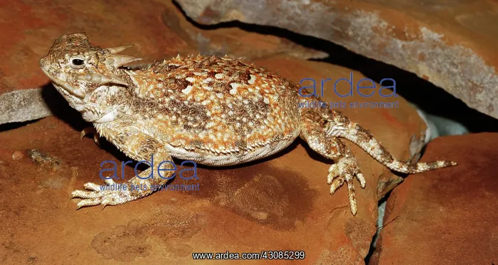: Desert Horned Lizard : Desert Horned Lizard
