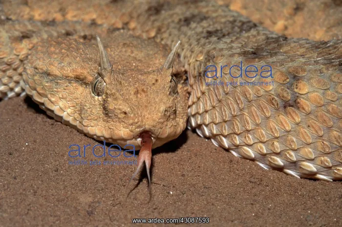 : Desert Horned Viper : Desert Horned Viper
