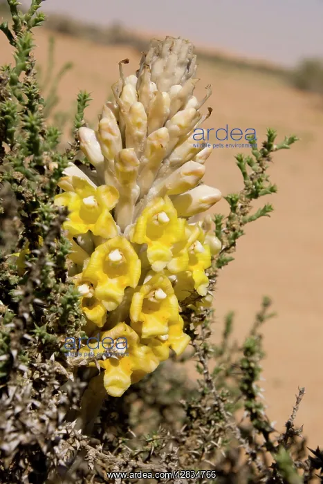  : Desert Hyacinth  /  Desert Broomrape - Holoparasitic