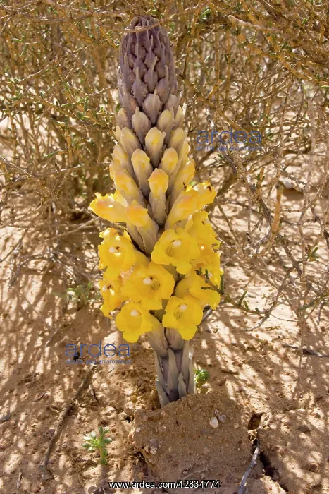 : Desert Hyacinth / Desert Broomrape - Holoparasitic : Desert Hyacinth / Desert Broomrape - Holoparasitic
