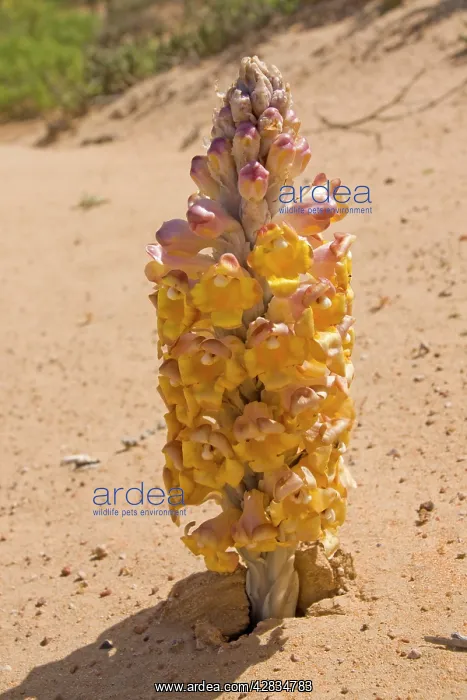 : Desert Hyacinth / Desert Broomrape - Holoparasitic : Desert Hyacinth / Desert Broomrape - Holoparasitic