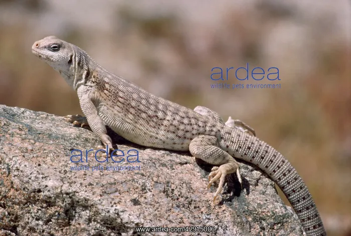 : DESERT IGUANA : DESERT IGUANA